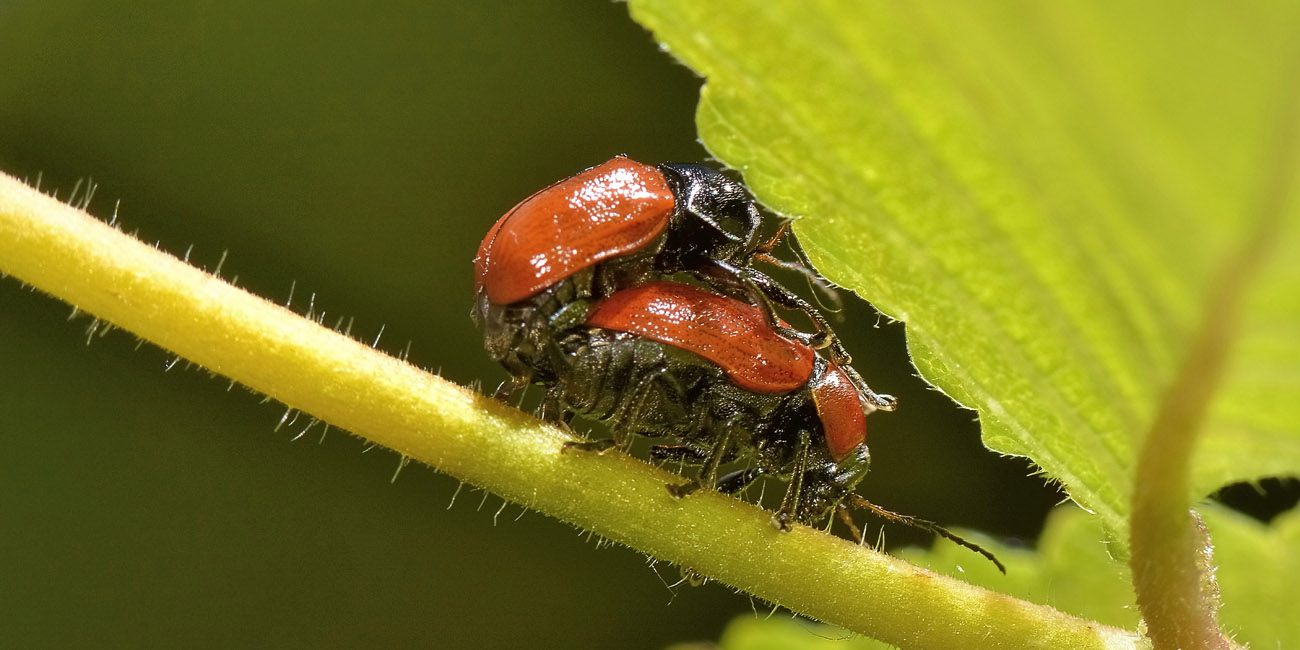 Chrysomelidae, Cryptocephalus coryli? S.